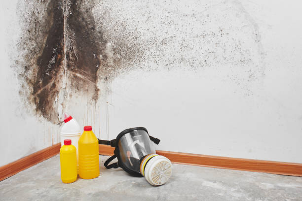 Best Fast Mold Removal  in Garden Plain, KS
