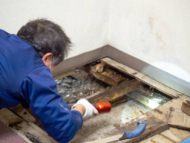 Best Same-Day Mold Removal  in Garden Plain, KS