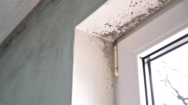 Best Mold Removal and Inspection  in Garden Plain, KS