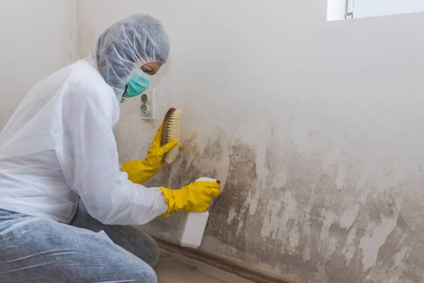 Best Home Mold Removal  in Garden Plain, KS