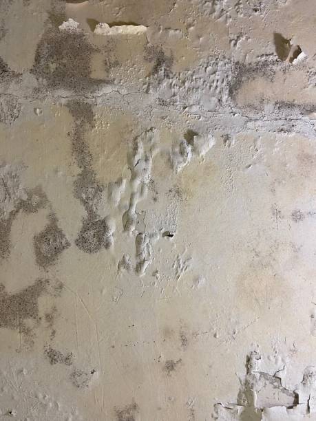Best Mold Removal Near Me  in Garden Plain, KS