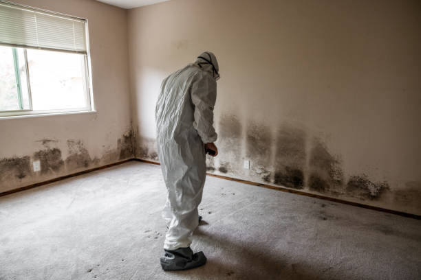 Best Certified Mold Removal  in Garden Plain, KS