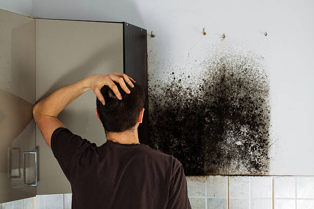 Best Attic Mold Removal  in Garden Plain, KS