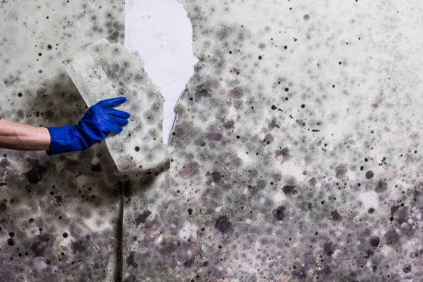 Mold Removal and Inspection in Garden Plain, KS