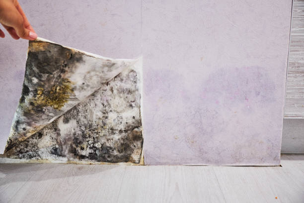Best Toxic Mold Removal  in Garden Plain, KS